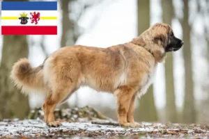 Read more about the article Leonberger opdrættere og hvalpe i Mecklenburg-Vorpommern