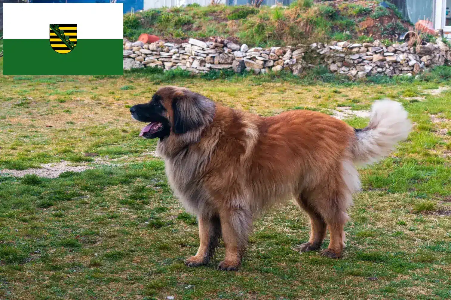 Leonberger hvalpe og opdrætter Sachsen Her kan du finde Leonberger-opdrættere i Sachsen.