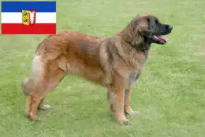 Read more about the article Leonberger opdrættere og hvalpe i Slesvig-Holsten