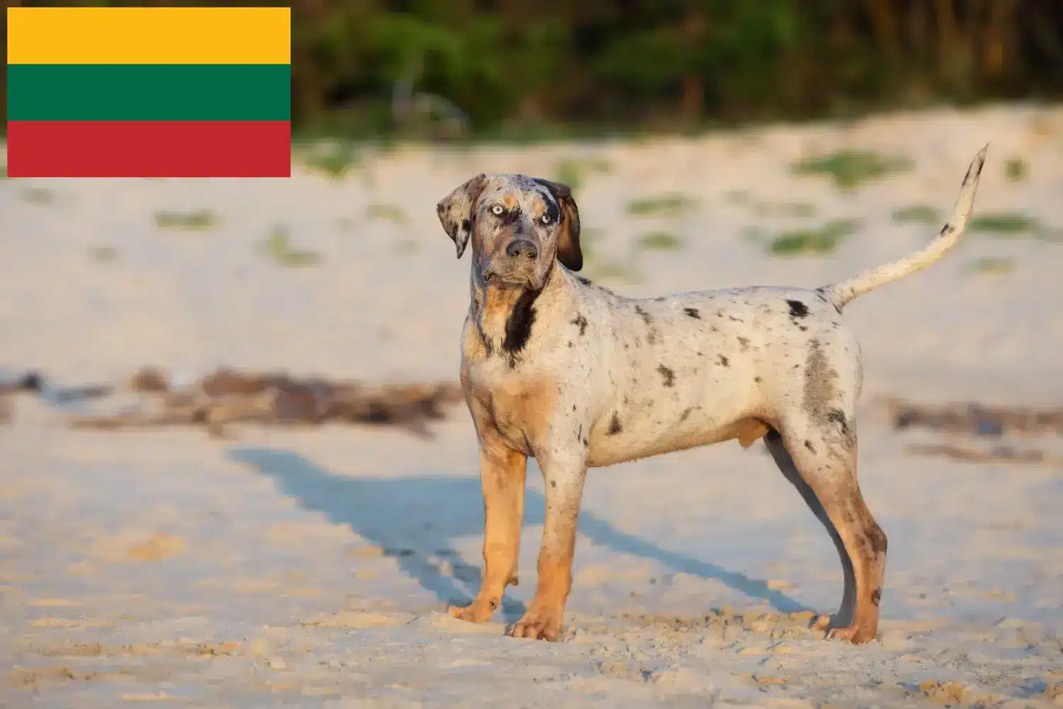 Louisiana Catahoula Leopard hundehvalpe og opdrætter Litauen Find Louisiana Catahoula Leopard Dogs opdrættere i Litauen.