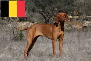 Read more about the article Magyar Vizsla opdrættere og hvalpe i Belgien