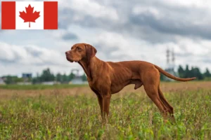 Read more about the article Magyar Vizsla opdrættere og hvalpe i Canada