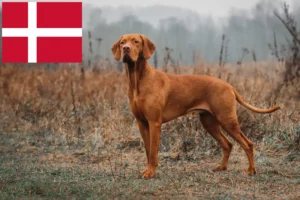 Read more about the article Magyar Vizsla opdrættere og hvalpe i Danmark