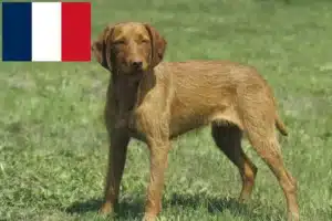 Read more about the article Magyar Vizsla opdrættere og hvalpe i Frankrig