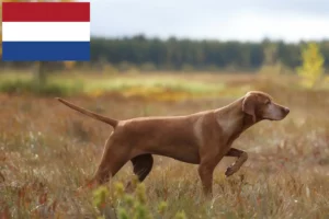Read more about the article Magyar Vizsla-opdrættere og hvalpe i Holland