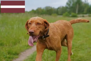 Read more about the article Magyar Vizsla-opdrættere og hvalpe i Letland