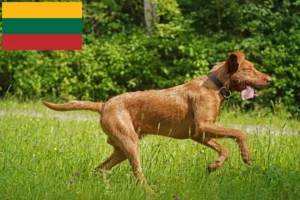 Read more about the article Magyar Vizsla-opdrættere og hvalpe i Litauen