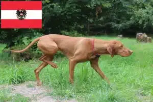 Read more about the article Magyar Vizsla opdrættere og hvalpe i Østrig