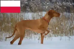Read more about the article Magyar Vizsla opdrættere og hvalpe i Polen