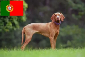 Read more about the article Magyar Vizsla opdrættere og hvalpe i Portugal
