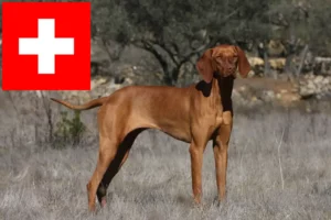 Read more about the article Magyar Vizsla opdrættere og hvalpe i Schweiz
