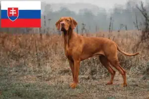Read more about the article Magyar Vizsla opdrættere og hvalpe i Slovakiet