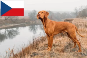 Read more about the article Magyar Vizsla-opdrættere og hvalpe i Tjekkiet