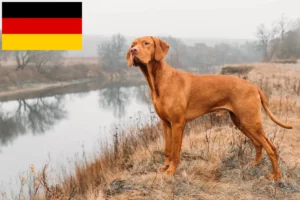 Read more about the article Magyar Vizsla opdrættere og hvalpe i Tyskland