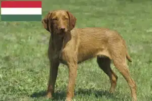 Read more about the article Magyar Vizsla opdrættere og hvalpe i Ungarn