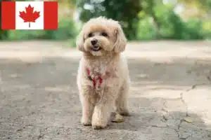 Read more about the article Maltipoo-opdrættere og hvalpe i Canada