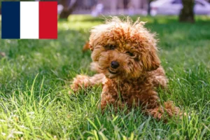 Read more about the article Maltipoo-opdrættere og hvalpe i Frankrig
