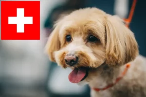 Read more about the article Maltipoo-opdrættere og hvalpe i Schweiz
