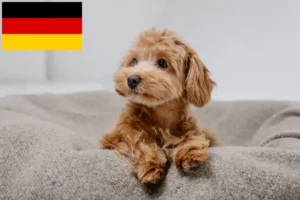 Read more about the article Maltipoo-opdrættere og hvalpe i Tyskland