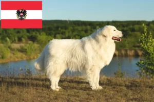 Read more about the article Maremma Abruzzi Sheepdog opdrættere og hvalpe i Østrig
