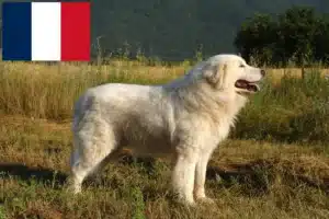 Read more about the article Maremma Abruzzo Sheepdog opdrættere og hvalpe i Frankrig