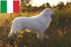 Read more about the article Maremma Abruzzo Sheepdog opdrættere og hvalpe i Italien