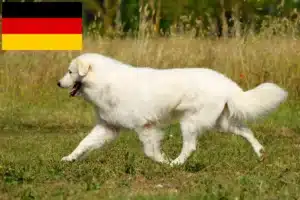Read more about the article Maremma Abruzzo Sheepdog opdrættere og hvalpe i Tyskland