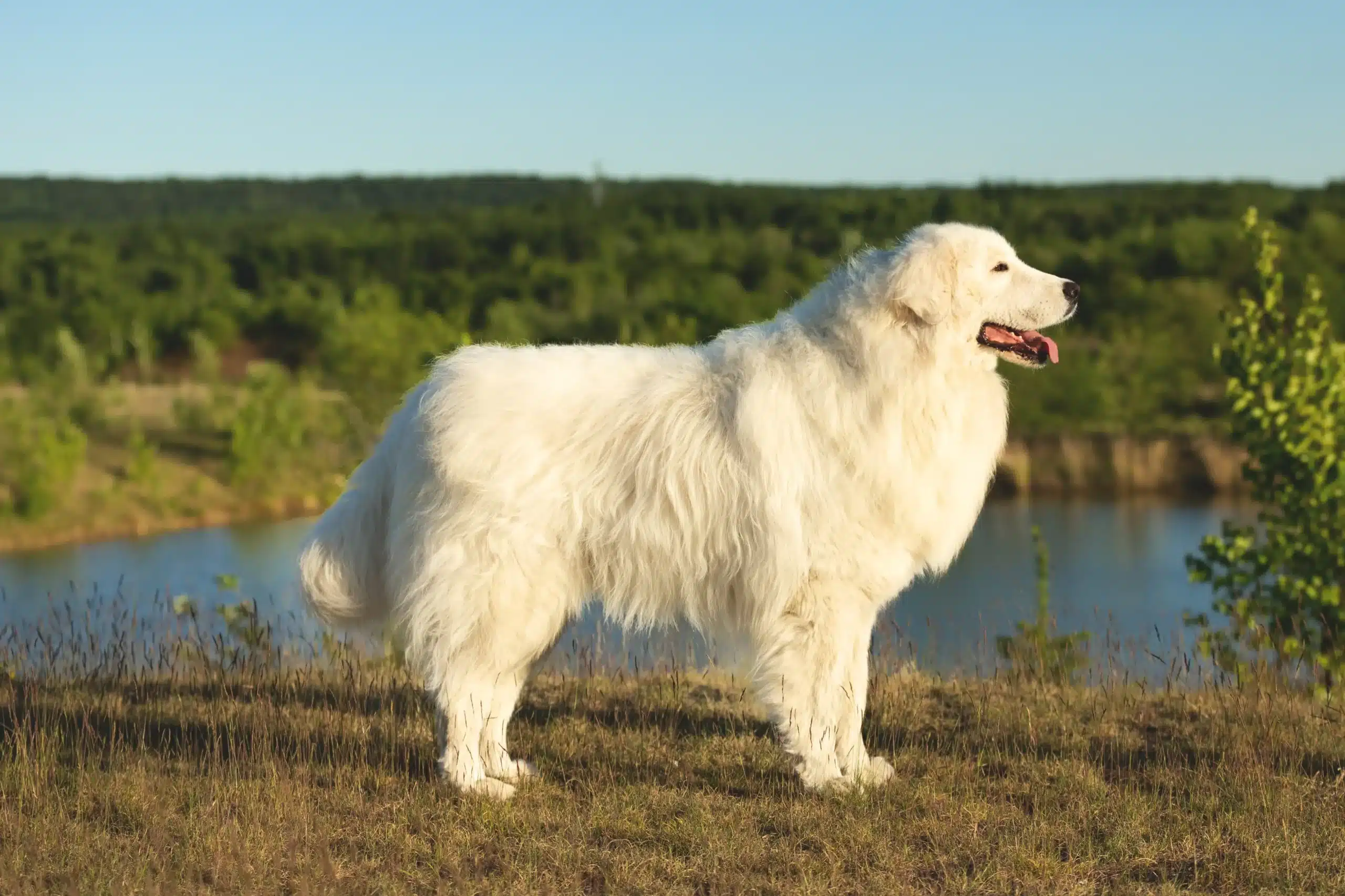 Read more about the article Maremma Abruzzo fårehundeopdrætter