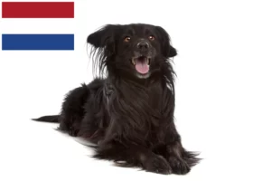 Read more about the article Markiesje opdrættere og hvalpe i Holland
