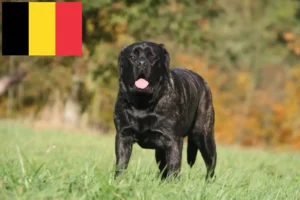 Read more about the article Mastiff-opdrættere og hvalpe i Belgien