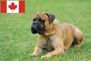 Read more about the article Mastiff-opdrættere og hvalpe i Canada