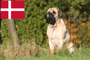 Read more about the article Mastiff-opdrættere og hvalpe i Danmark