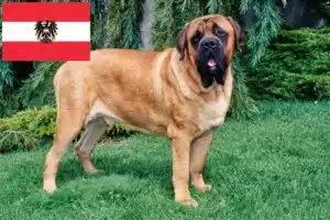 Read more about the article Mastiff-opdrættere og hvalpe i Østrig