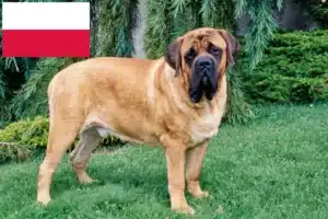 Read more about the article Mastiff-opdrættere og hvalpe i Polen