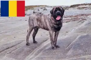 Read more about the article Mastiff-opdrættere og hvalpe i Rumænien