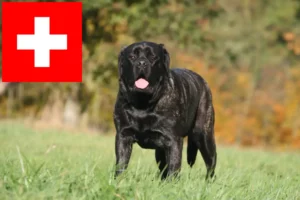 Read more about the article Mastiff-opdrættere og hvalpe i Schweiz