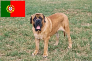 Read more about the article Mastiff-opdrættere og hvalpe i Portugal