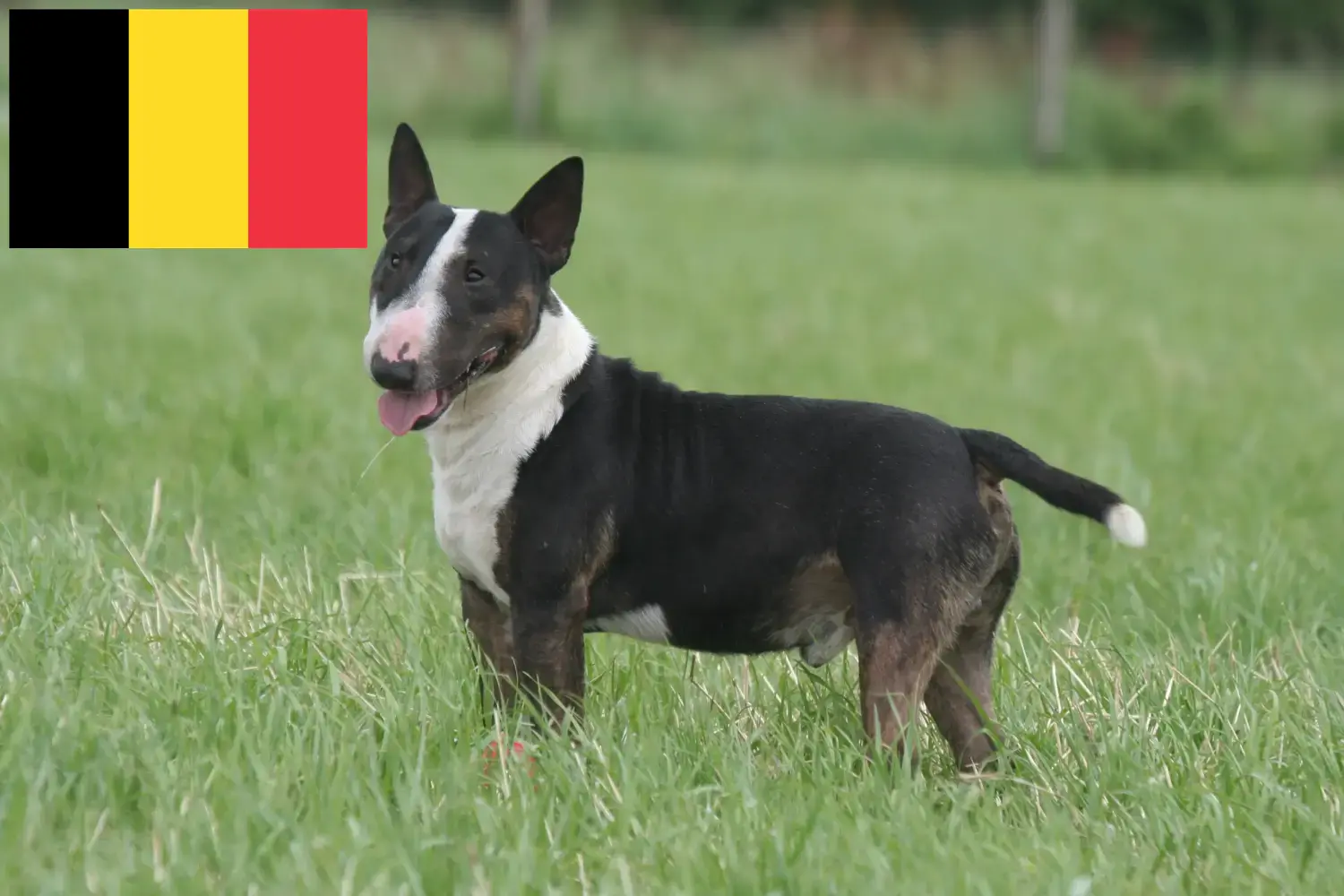 Miniature Bull Terrier hvalpe og opdrættere Belgien Find opdrættere af Miniature Bull Terrier i Belgien.