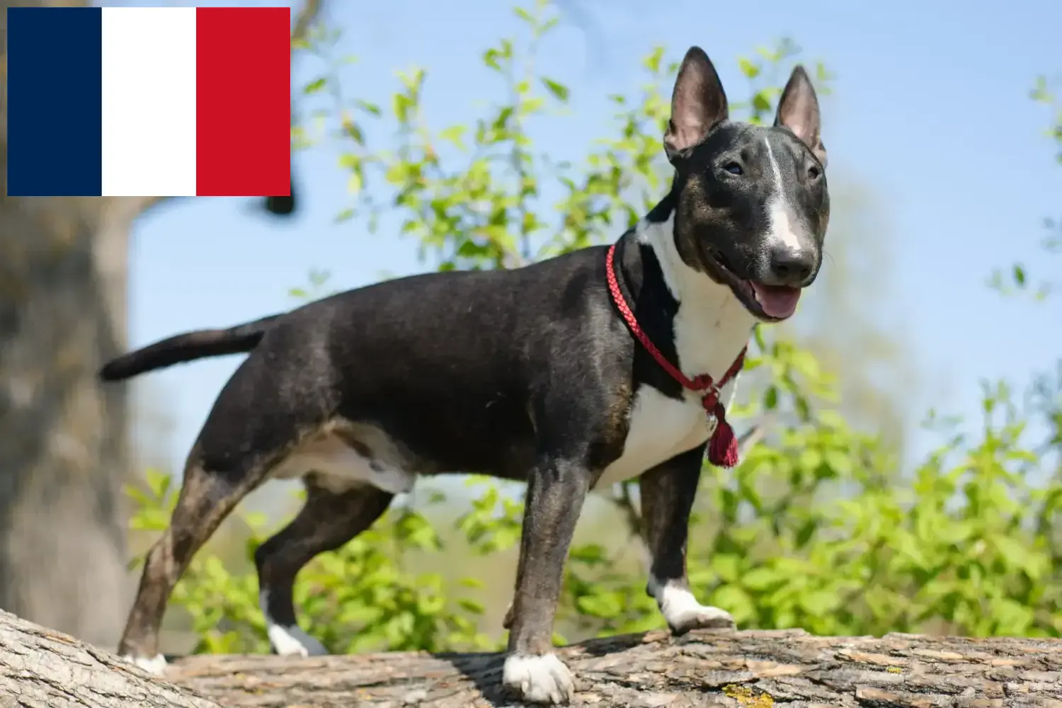 Miniature Bull Terrier hvalpe og opdrættere Frankrig Her kan du finde opdrættere af Miniature Bull Terrier i Frankrig.