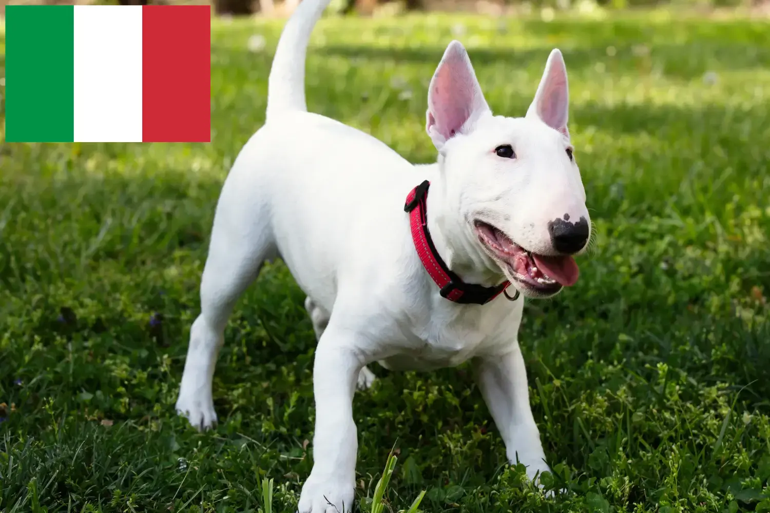 Miniature Bull Terrier hvalpe og opdrættere Italien Her kan du finde opdrættere af Miniature Bull Terrier i Italien.