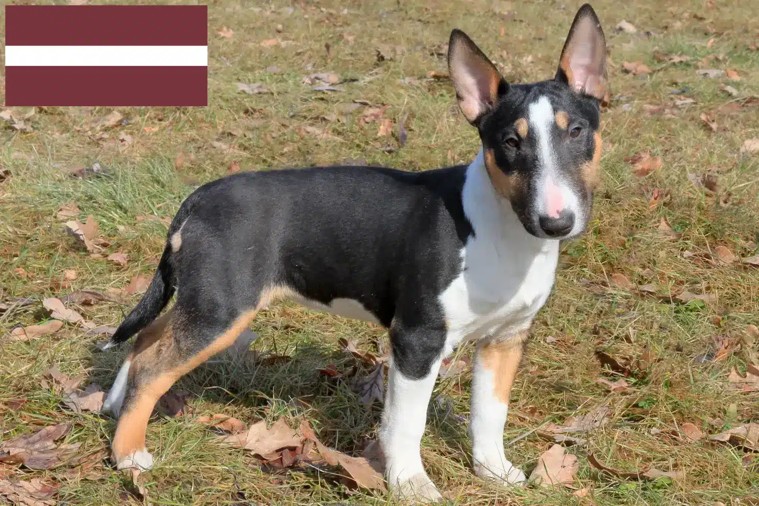 Miniature Bull Terrier hvalpe og opdrættere Letland Find opdrættere af Miniature Bull Terrier i Letland.