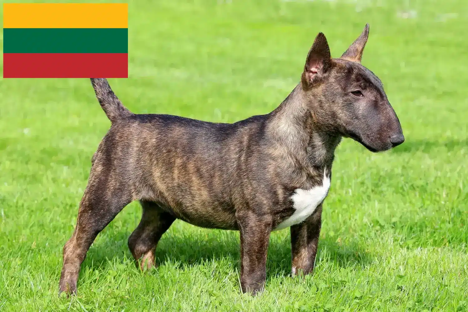 Miniature Bull Terrier hvalpe og opdrættere Litauen Find opdrættere af Miniature Bull Terrier i Litauen.