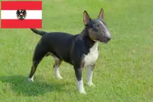 Read more about the article Miniature Bull Terrier opdrættere og hvalpe i Østrig