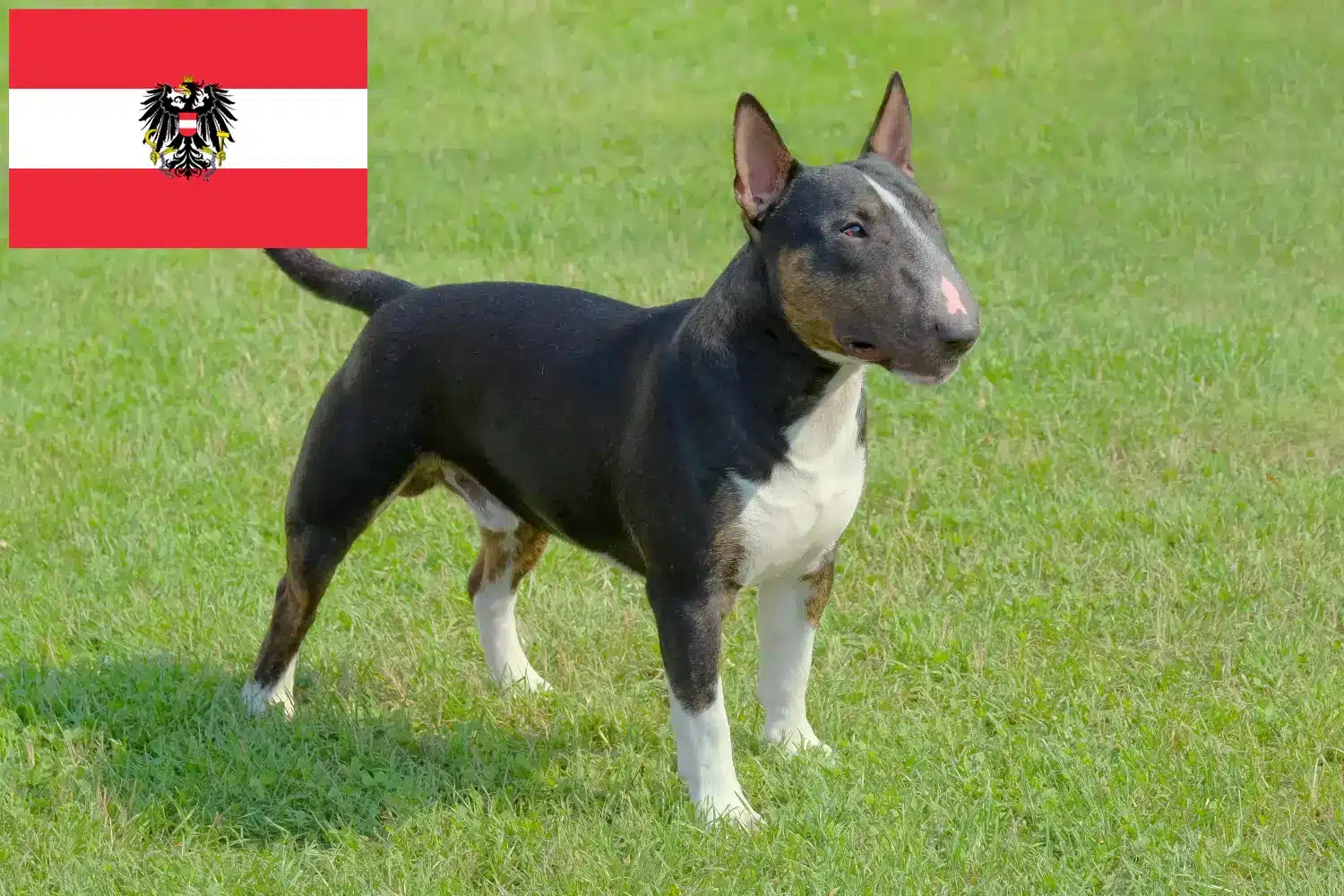 Miniature Bull Terrier hvalpe og opdrættere Østrig Her kan du finde Miniature Bull Terrier-opdrættere i Østrig.