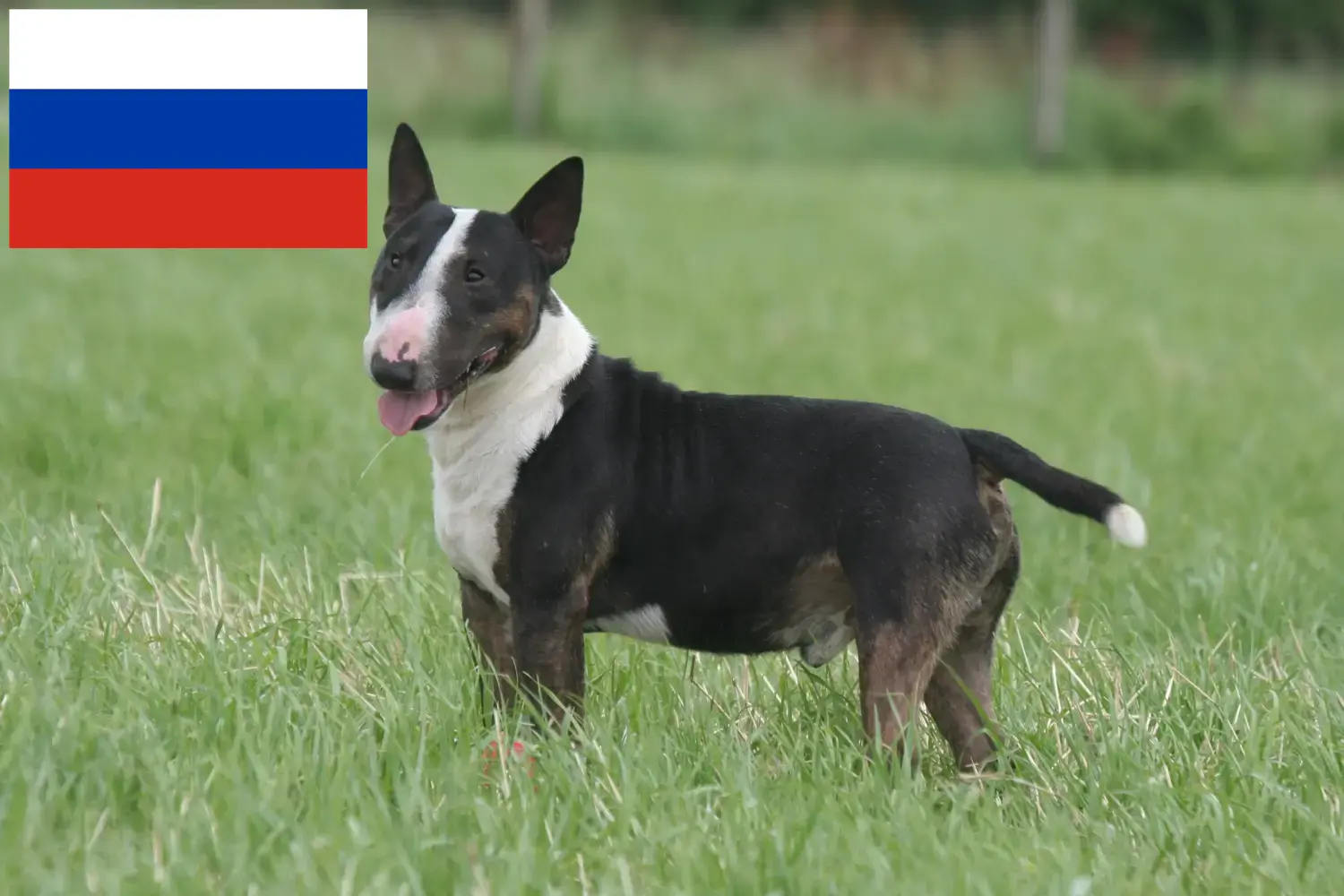Miniature Bull Terrier hvalpe og opdrættere Rusland Her kan du finde Miniature Bull Terrier-opdrættere i Rusland.