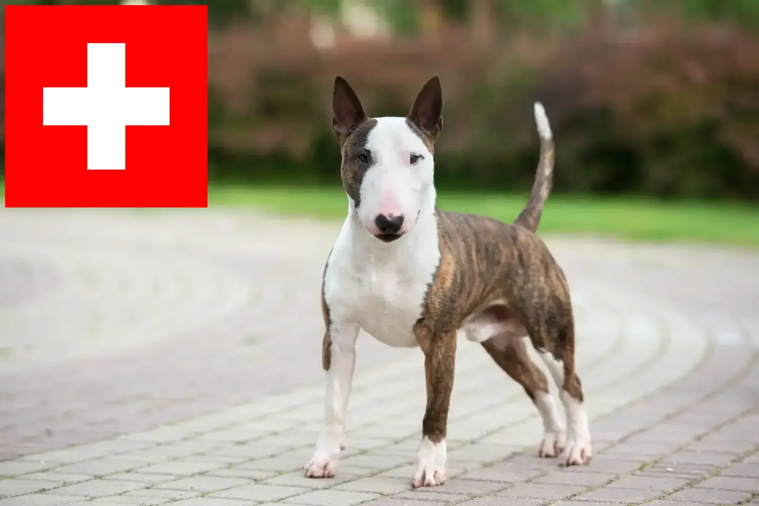 Miniature Bull Terrier hvalpe og opdrættere Schweiz Her kan du finde Miniature Bull Terrier-opdrættere i Schweiz.