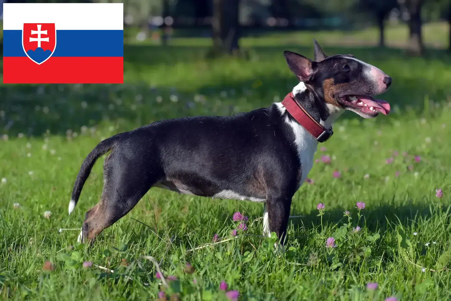 Read more about the article Miniature Bull Terrier opdrættere og hvalpe i Slovakiet