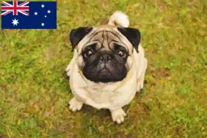 Read more about the article Mopsopdrættere og hvalpe i Australien