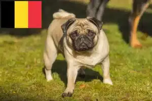 Read more about the article Mopsopdrættere og hvalpe i Belgien