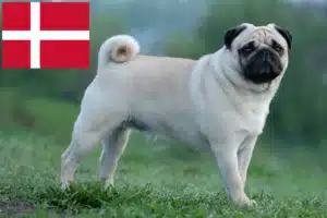 Read more about the article Mopsopdrættere og hvalpe i Danmark
